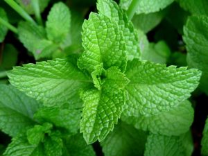 merubah-warna-daun-dengan-menggunakan-adobe-photoshop-21112016-gari1