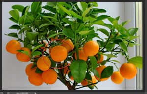 Seleksi Objek dengan Bantuan Color Range di Photoshop