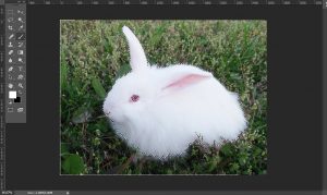 Seleksi Objek menggunakan Bantuan Fitur Channel di Adobe Photoshop Part 2