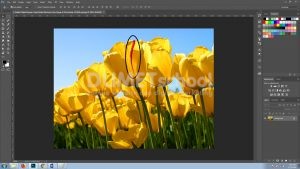 Seleksi Objek Dengan Cepat Berkat Bantuan Color Range di Photoshop