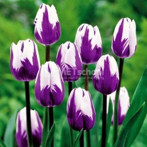 Merubah Warna dengan Cepat pada Software Pengolah Gambar Adobe Photoshop