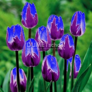 Merubah Warna dengan Cepat pada Software Pengolah Gambar Adobe Photoshop