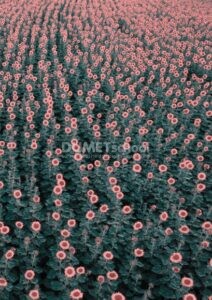 Membuat Warna Bunga Matahari Berwarna Cerah di Photoshop