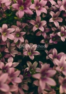 Menebalkan Warna Gambar di Adobe Photoshop