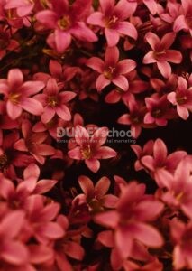 Menebalkan Warna Gambar di Adobe Photoshop