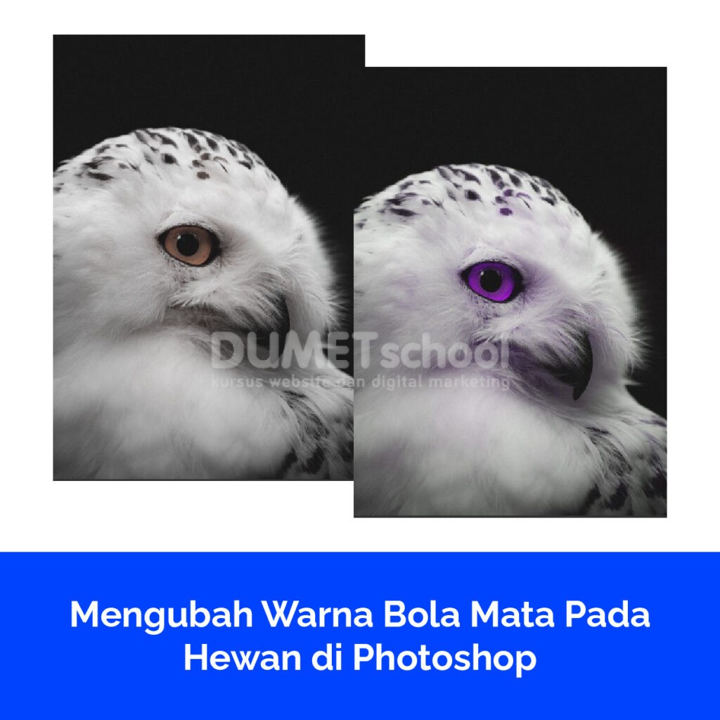 Mengubah Warna Bola Mata Pada Hewan di Photoshop