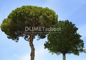 Menambahkan Pohon Pada Gambar dengan Efek Tree di Photoshop