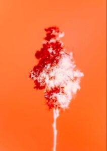 Mengganti Warna Background Menjadi Orange dengan Color Lookup