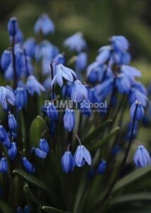 Mengganti Warna Bunga Agar Terlihat Segar di Adobe Photoshop