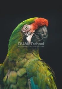 Mengubah Warna Gambar dengan Curves di Adobe Photoshop