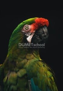 Mengubah Warna Gambar dengan Curves di Adobe Photoshop