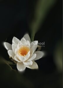 Membuat Sekitar Area Objek Blur di Adobe Photoshop