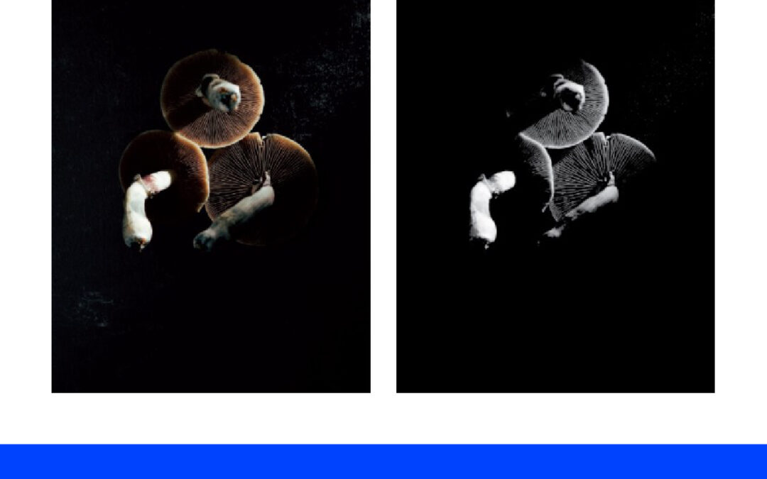 Membuat Efek Greyscale Pada Gambar di Adobe Illustrator