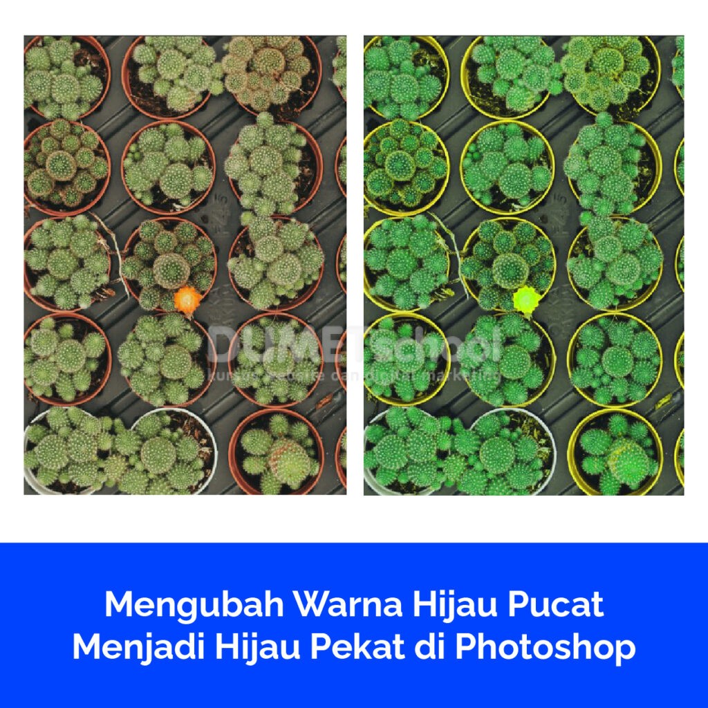 Mengubah Warna Hijau Pucat Menjadi Hijau Pekat di Photoshop