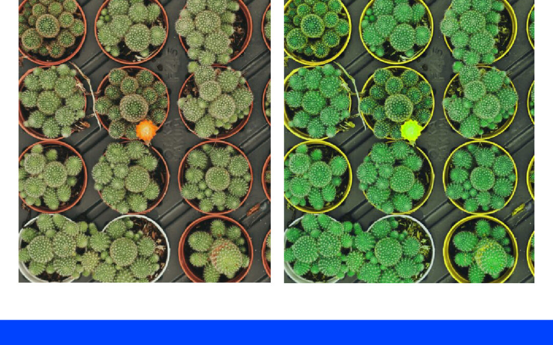 Mengubah Warna Hijau Pucat Menjadi Hijau Pekat di Photoshop