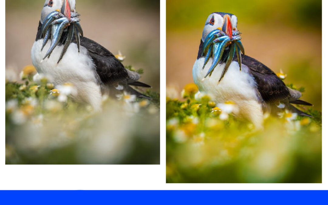 Menajamkan Warna Gambar dengan Vibrance di Adobe Photoshop