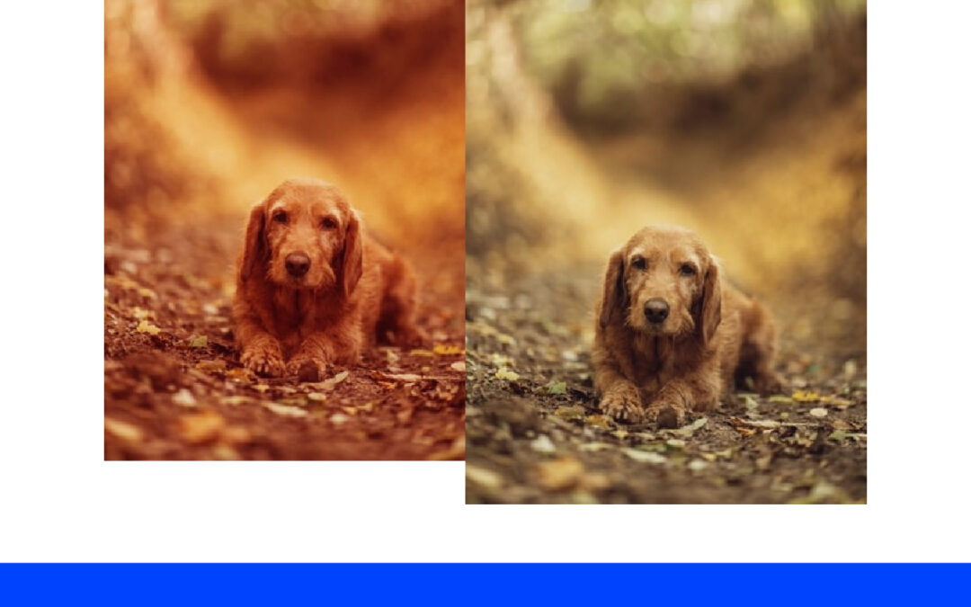 Mengganti Warna Gambar dengan Color Balance di Photoshop
