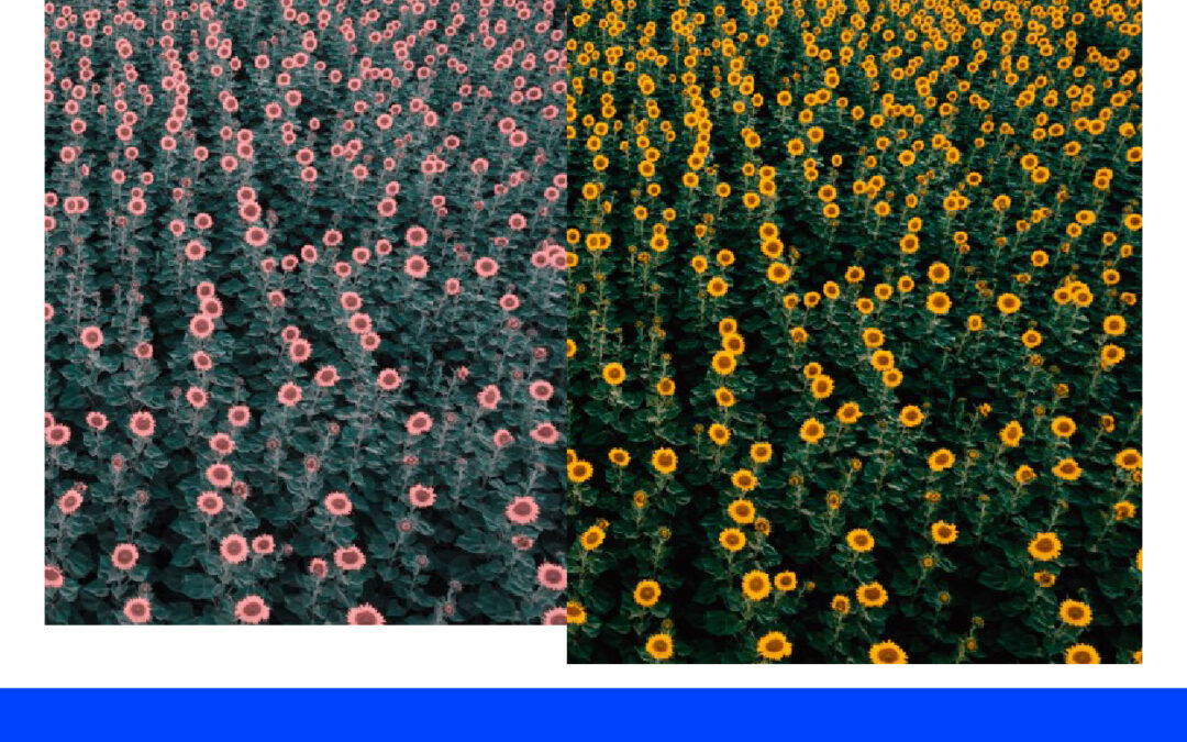 Membuat Warna Bunga Matahari Berwarna Cerah di Photoshop