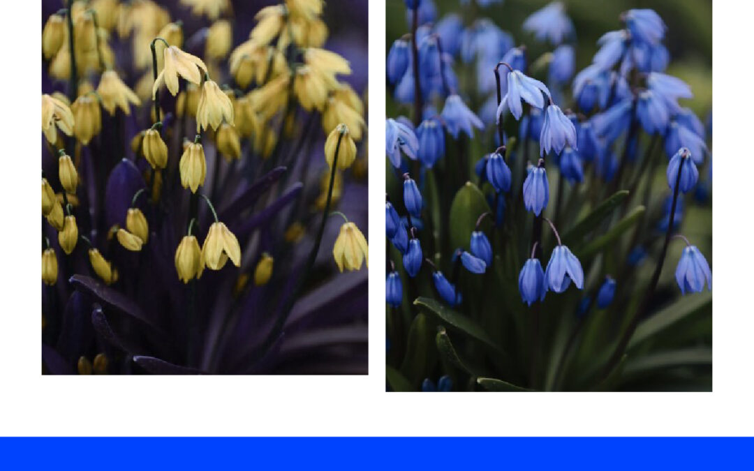 Mengganti Warna Bunga Agar Terlihat Segar di Adobe Photoshop