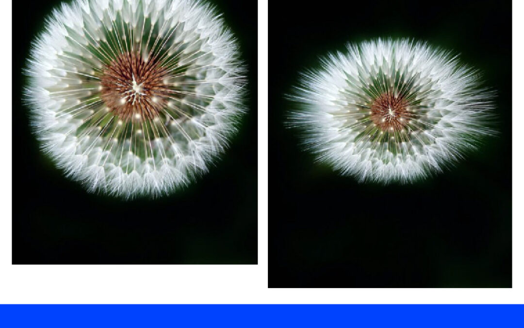 Mengganti Bentuk Objek Bulat Menjadi Oval di Adobe Photoshop