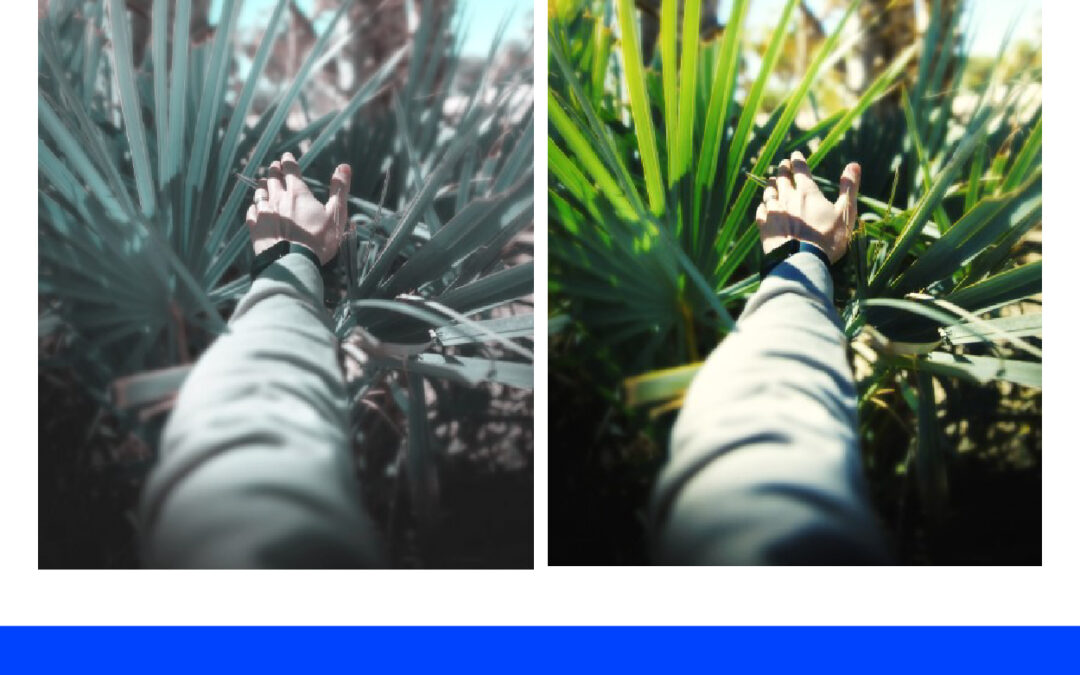 Membuat Daun Menjadi Warna Hijau dengan Color Lookup di Photoshop