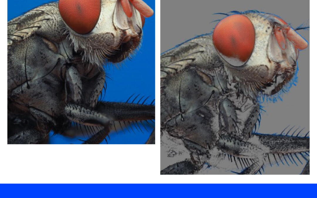 Memberi Efek Colored Pencil Pada Gambar di Adobe Illustrator
